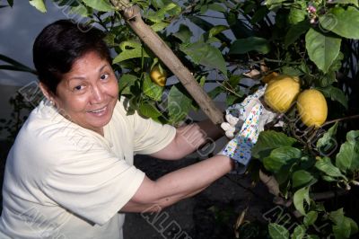 Picking lemons