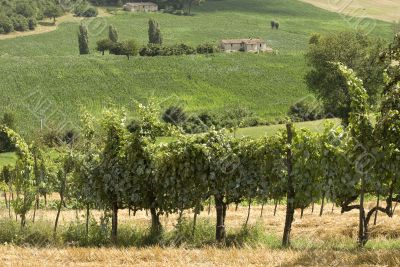 Vineyards between Rieti and Terni