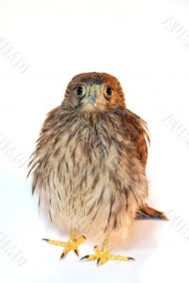 Sparrow hawk