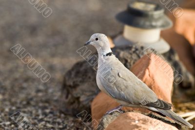 Mourning Dove