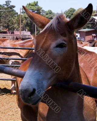 Mule`s head
