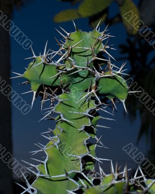 Cross shaped cactus
