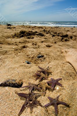 Star fish on the sand