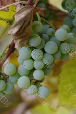 Close-up of a bunch of grapes
