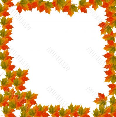 Leaf Border Background