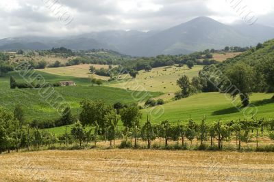 Vineyards between Rieti and Terni