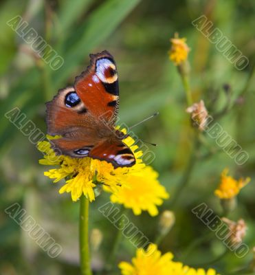butterfly and dandelions