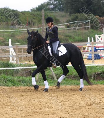 dressage