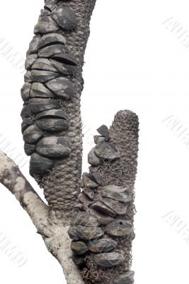 banksia after the fire