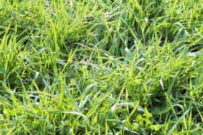 Green Grass by background. Spring background.