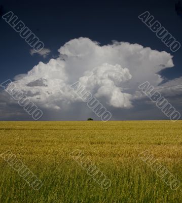 Field and storm