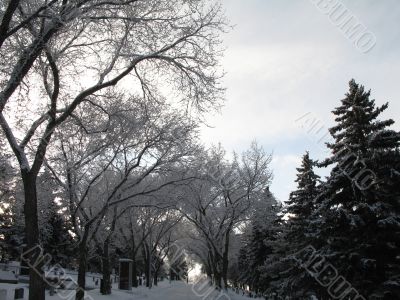 path through a cemetery