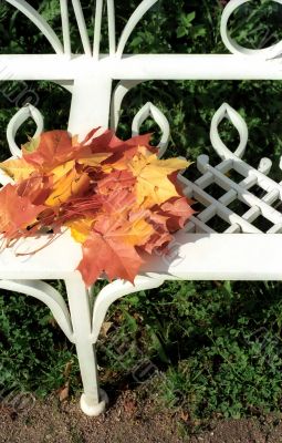  Autumn maple leaves on the bench
