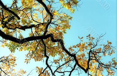 Branch of autumn oak tree