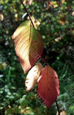 Leaves in sunlight