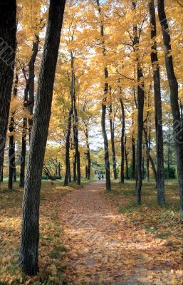 Path in the autumn park