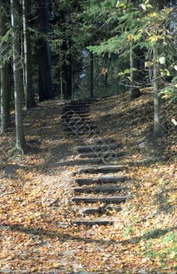 Stairway in the old park