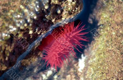 Red actinia