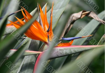 Bird of Paradise