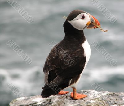 Puffins