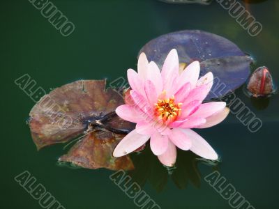 Water Lily