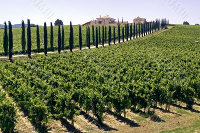 Umbria - Farm with vineyards and cypresses