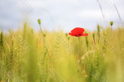 Poppy in the wheatfield