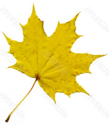 Yellow maple leaf