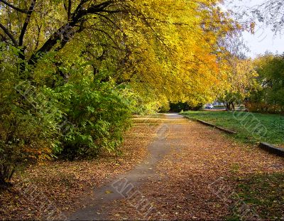 Fall in park