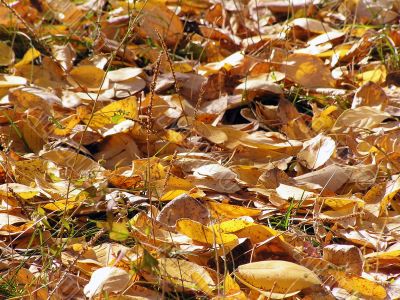 Fall leaves
