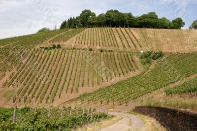 Vineyard near the oldest german city Trier.