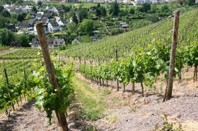 Vineyard near the oldest german city Trier.