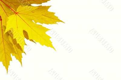 four Autumn leafs of maple