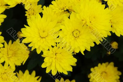 Yellow chrysanthemum.
