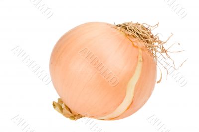 onion