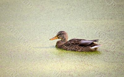 duckweed
