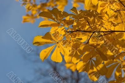Golden autumn