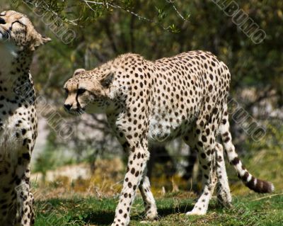 Adult cheetahs