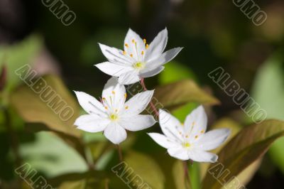 white flowers