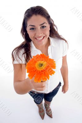 lovely girl showing orange gerbera flower
