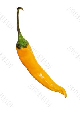 Yellow Pepper