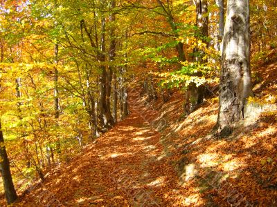 autumn leaves