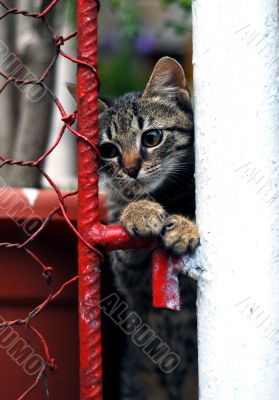 kitten in prison