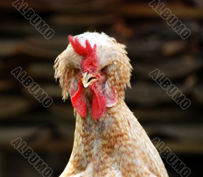 PUNK COCK