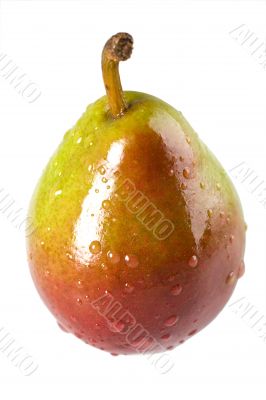 Wet Seckel Pear