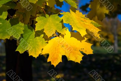 Golden autumn