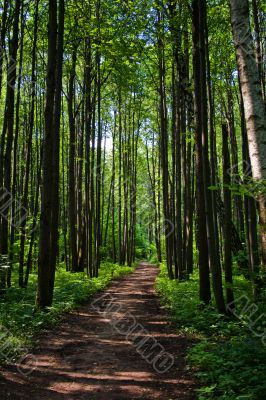 Green forest way