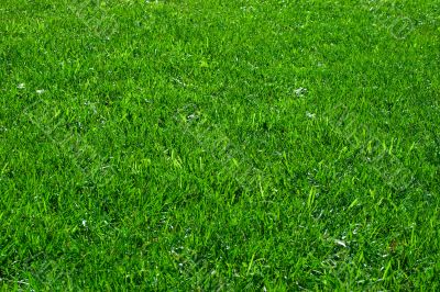 Green Lawn