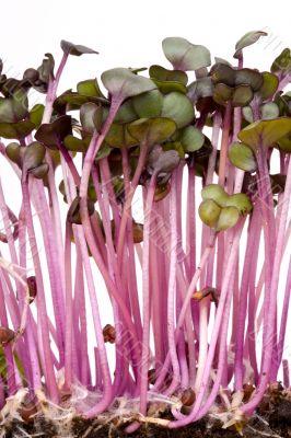 sprouts