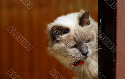 OLD CAT PORTRAIT